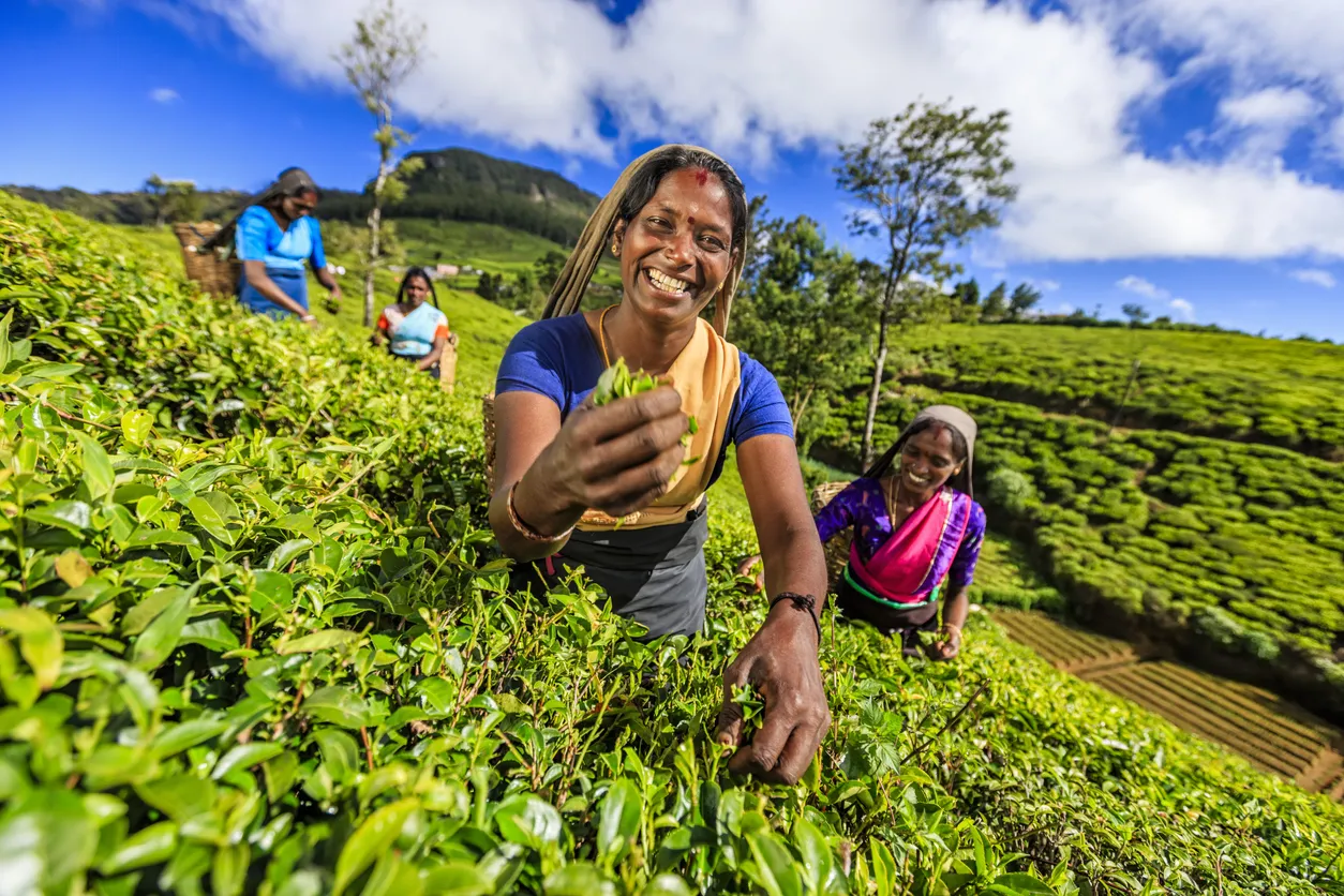 Шри ланка производство. Шри Ланка Цейлон сбор чая. Чайная плантация Шри Ланка сбор чая. Плантации чая Цейлон. Чайные плантации Цейлона.