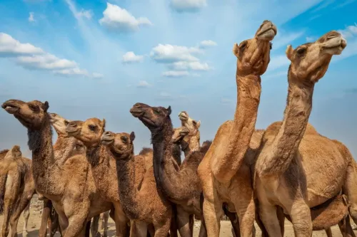 Туры в Индию - ПР30<br/>Золотой Треугольник и Храмы Любви в Каджурахо (с ж/д переездом). Сентябрь 2025 - Май 2026. Заезды по воскресеньям на 7 ночей, без а/б