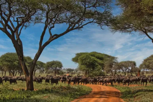 Туры в Танзанию (+ о.Занзибар) - ПР2<br/>Двойной Восторг Танзании и отдых на острове Занзибар. Аруша - Нгоронгоро - Тарангире – о. Занзибар . Заезды ежедневно на 8н-15н с подг а/б 