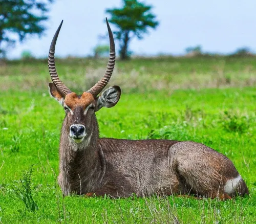 Туры в Танзанию (+ о.Занзибар) - ПР2<br/>Двойной Восторг Танзании и отдых на острове Занзибар. Аруша - Нгоронгоро - Тарангире – о. Занзибар . Заезды ежедневно на 8н-15н с подг а/б 