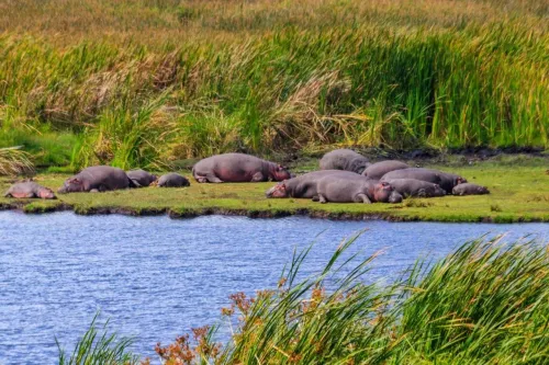 Туры в Танзанию (+ о.Занзибар) - ПР6<br/>Путешествие в Танзании с русскоговорящим сопровождающим! Заезды 01.05,05.06,03.07,07.08,04.09,02.10,06.11,04.12,30.12 на 6д/5н с подг. а/б 