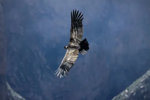 Туры в Перу - СП97<br/>Новый 2026 год! История Великой Империи II. Заезд 25.12.25 на 15н., без а/б