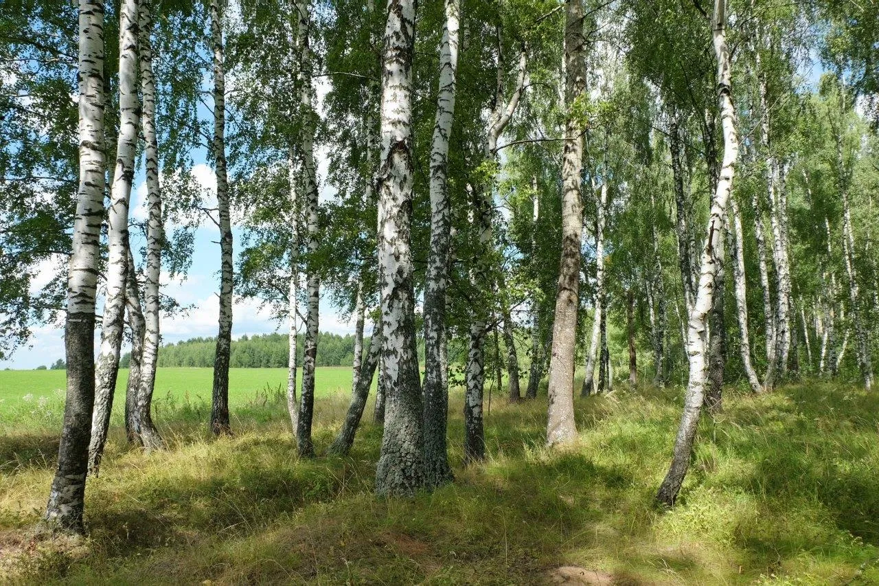 Туры в Россия (Брянская, Калужская, Тульская области)