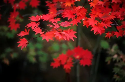 Туры в Японию - ПР24<br/>Японские клены, горячие источники и снежные обезьяны. Заезды на 12дн/11н, без а/б 