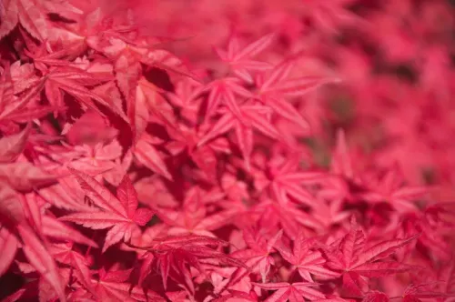 Туры в Японию - ПР26<br/>Классическая Япония (Токио/Токио) Токио–Фудзи-Кавагучико-Киото. Заезды на 8дн/7н, без а/б 