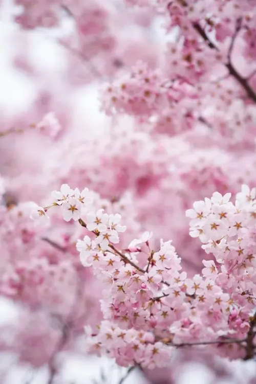 Туры в Корею Южную - ПР17<br/>Корейская сакура и остров Чеджу. Возможно подселение ! Групповой тур. Заезд 08.04.26 на 8 ночей, без а/б