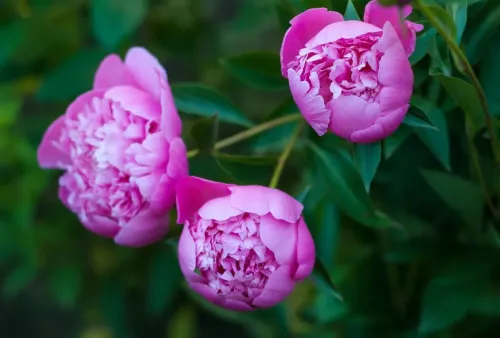 Туры в Китай - ПР88<br/>Цветущий Китай. Гранд-тур. STOP SALE. Заезд 11.04 на 8дн/7н, без а/б