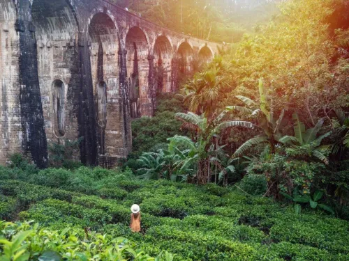 Туры в Шри-Ланку - ПР8<br/>Жемчужины Шри-Ланки (6н, ноябрь - апрель). Заезды по пятницам и воскресеньям на 7дн/6н, без а/б 