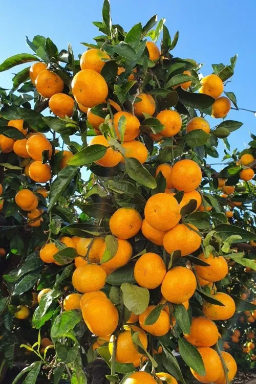 Туры в Корею Южную - ПР89<br/>Осенние листья и сбор мандаринов. Сеул - Чеджу - Кенджу - Пусан. Заезды по пятницам с 17.10, 31.10, 07.11, 14.11, 21.11, 28.11, 05.12, 12.12, 19.12 на 7 ночей, без а/б