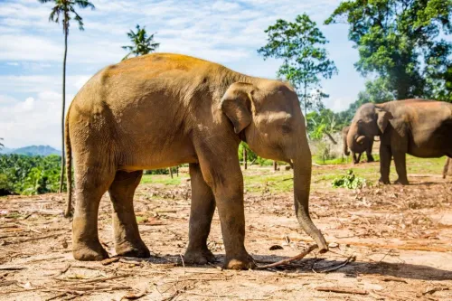 Туры в Шри-Ланку - ПР19<br/>Наследие Шри-Ланки (4н) + отдых на побережье (Бентота, Унаватуна и др., 5/6/7/8/9/10н). Заезды ежедневно на 9-14 ночей, без а/б 