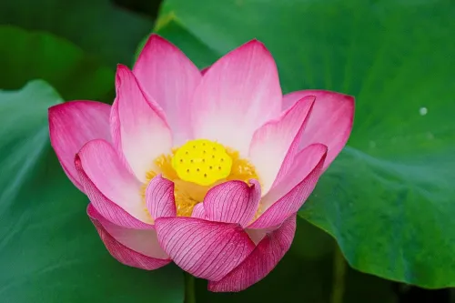 Туры в Корею Южную - ПР45<br/>В царство лотосов. Есть женское подселение! Заезд 05.08 на 7 ночей, без а/б