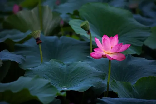 Туры в Корею Южную - ПР45<br/>В царство лотосов. Есть женское подселение! Заезд 05.08 на 7 ночей, без а/б