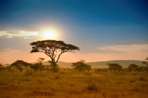 Туры в Руанду - ПР1<br/>ТРЕКИНГ К ГОРИЛЛАМ В РУАНДЕ. Заезды ежедневно с подг а/б