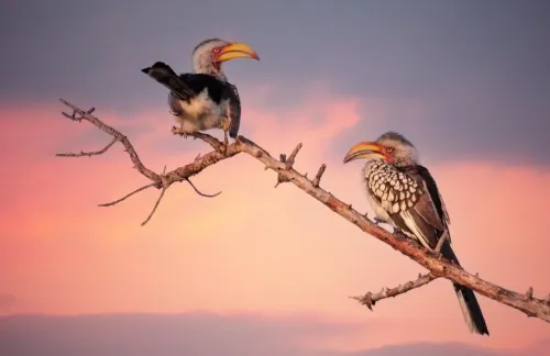 Туры в ЮАР - ПР5<br/>Огни Кейптауна - сафари в парке Крюгера - водопад Виктория. Заезды ежедневно на 9дн/8н (без вкл. внутрен. перелетов), с подгрузкой а/б