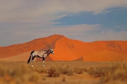 Туры в Намибию - ПР2<br/>Бриллианты Намибии. Заезды ежедневно на 10дн/9н, с подгрузкой а/б