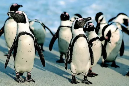 Туры в ЮАР - ПР21<br/>Южная Африка - экспресс. ЮАР (4н) - Замбия (3н) - Ботсвана. Заезды ежедневно на 8дн/7н (без вкл. внутрен. перелетов), с подгрузой а/б 