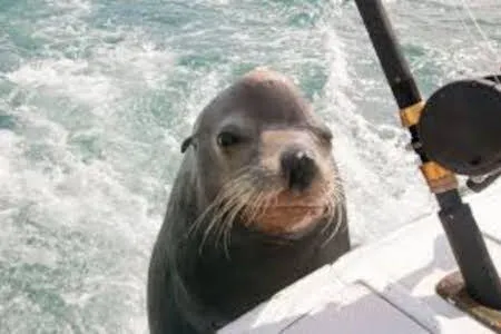 Туры в ЮАР - ПР69<br/>Южная Африка - два океана: Кейптаун - Дурбан 2025-2026. Заезды ежедневно на 9дн/8н, без а/б 